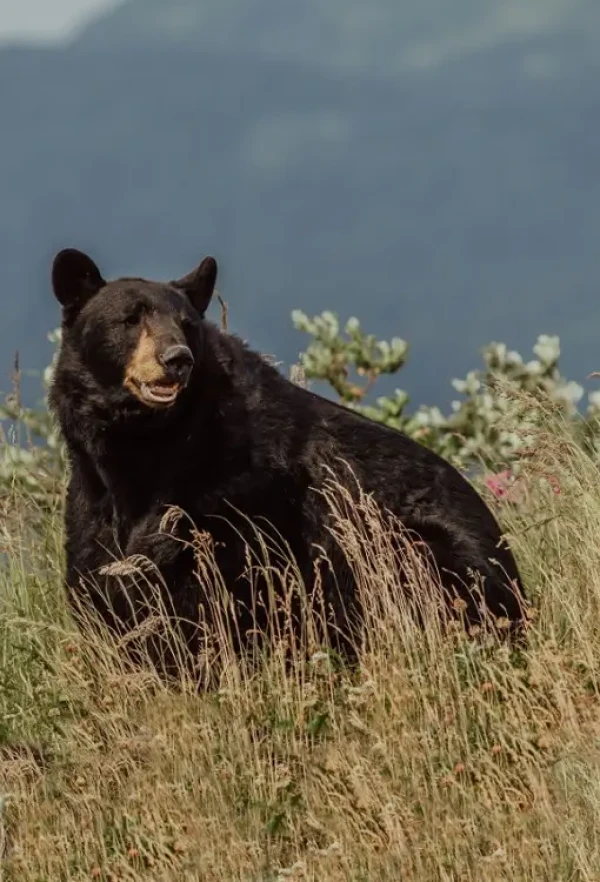 BlackBear-1