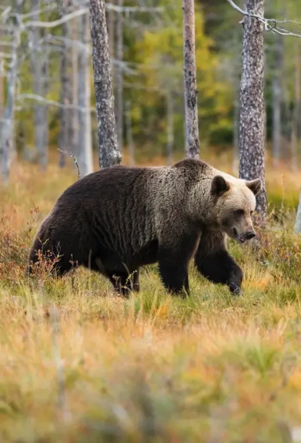 GrizzlyBear