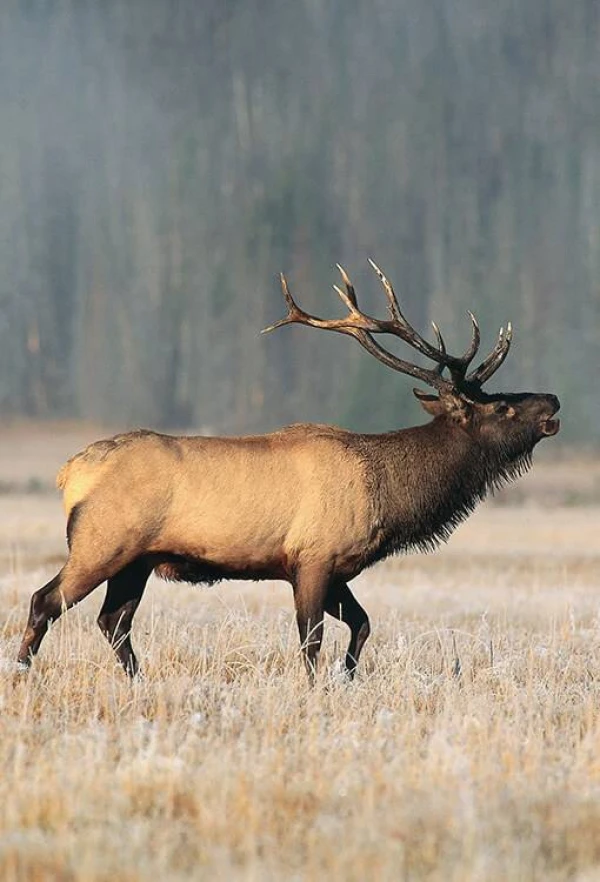 SAFE DISTANCE (Photo: age fotostock)