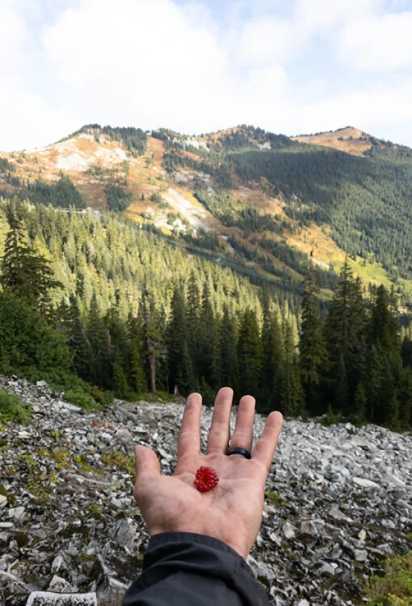 FRESH PICKED BERRY