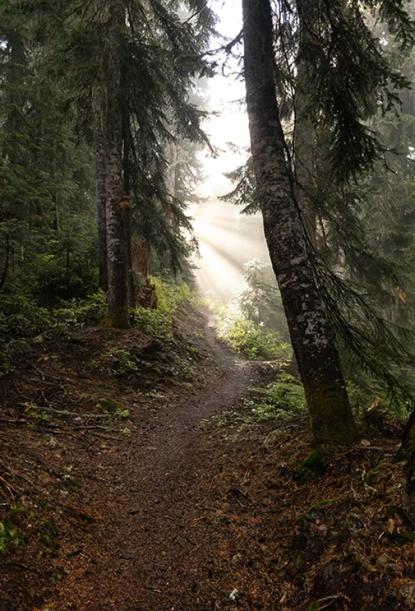 QUIET FOREST
