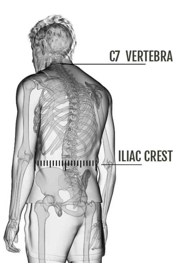 YOUR TORSO MEASURES FROM THE C7 TO ILIAC CREST