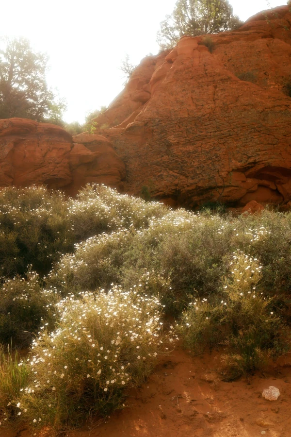 HIking the Arizona Trail with Mallory “Baja” Jackson